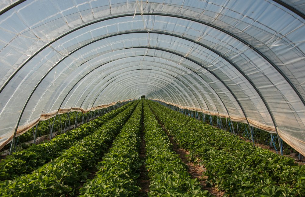 greenhouse on the farm